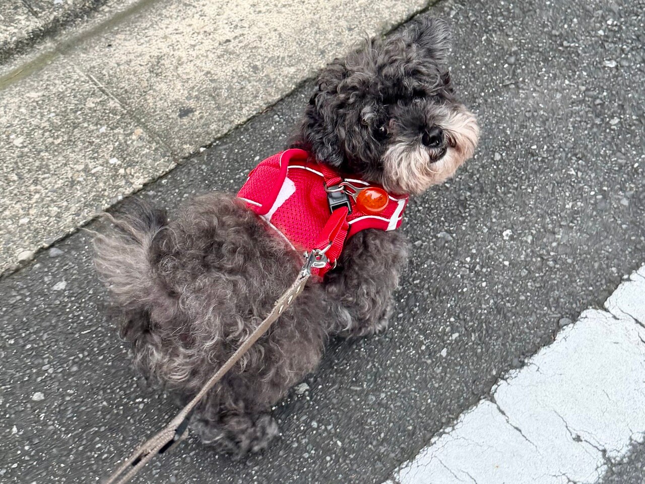 本日のこたろう