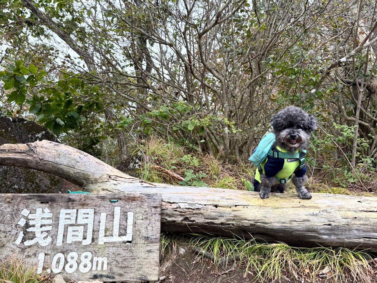 本日のこたろう
