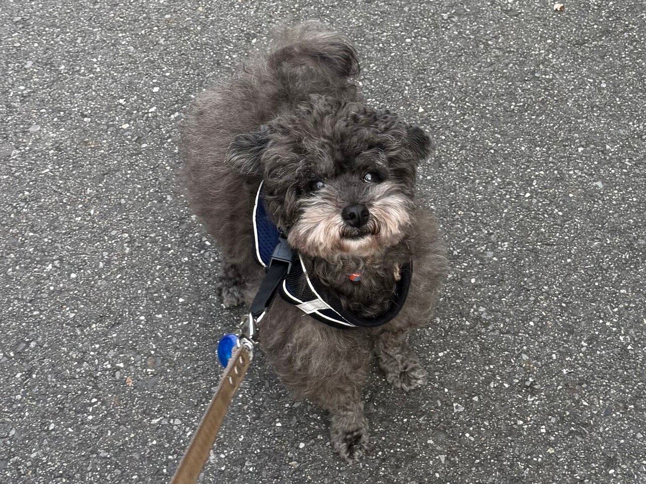 本日のこたろう